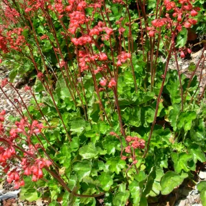 Heuchera sp.