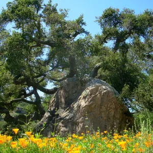 Poppies, Boulder, Oak, West Meadow Border