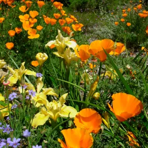 wildflower medley, Meadow
