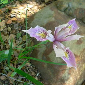 Iris sp.