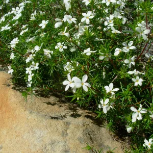Linanthus floribundus