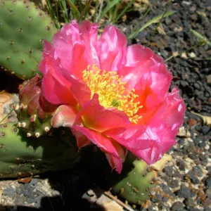 Opuntia basilaris