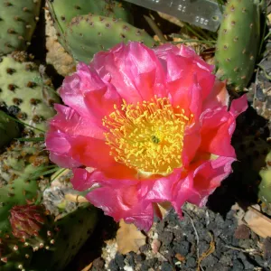 Opuntia basilaris