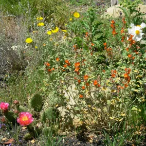 Desert Section in Bloom