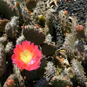 Opuntia basilaris