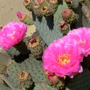 Opuntia basilaris