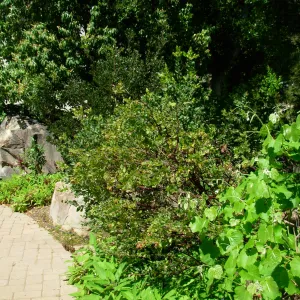 Home Demonstration Garden, SBBG