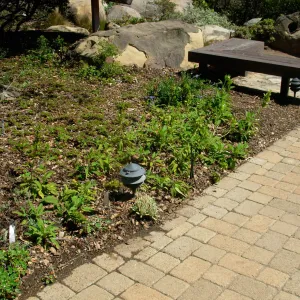 Home Demonstration Garden, SBBG