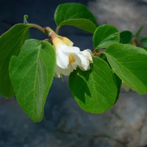 Styrax officinalis, Arroyo Section, SBBG