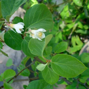 Styrax officinalis, Arroyo Section, SBBG