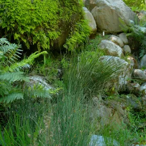 The Seep, Discovery Garden, SBBG