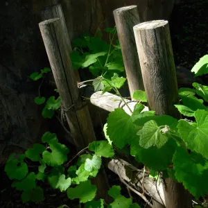 Vitis 'Roger's Red' Japanese Tea Garden, SBBG