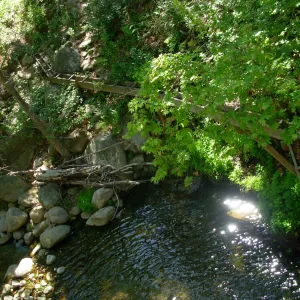 Platanus racemosa, Wooden Aqueduct, Mission Dam, SBBG