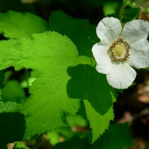 Rubus parviflorus, Redwood Section, SBBG