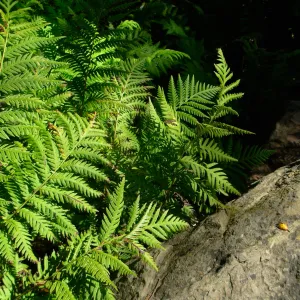 Woodwardia fimbriata, Meadow, SBBG