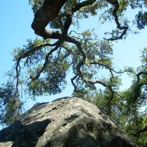 Oak and Rock, Meadow Oaks, SBBG