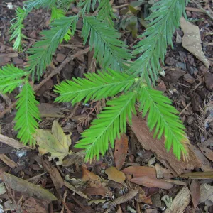 Redwood new growth, Redwood Section, SBBG (Coast Redwood)