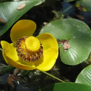 Nuphar polysepala, Meadow Pond, SBBG 