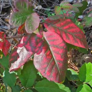 Toxicodendron diversilobum leaves, Poison Oak