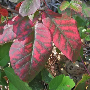 Toxicodendron diversilobum leaves, Poison Oak
