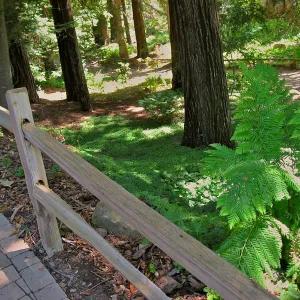 Redwood Section