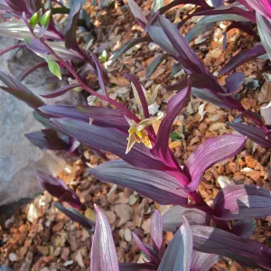 Epipactis gigantea, Orchid Display, SBBG