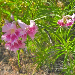 Chilopsis linearis