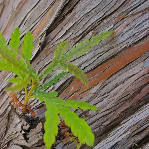 Lyonothamnus floribundus, Santa Cruz island Ironwood bark and leaves