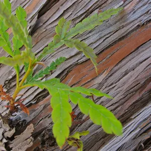 Lyonothamnus floribundus, Santa Cruz island Ironwood bark and leaves