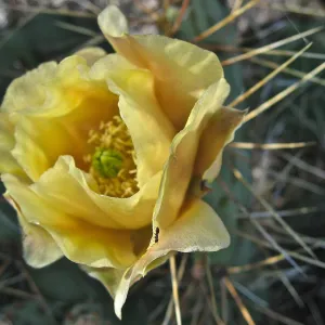 yellow cactus flower, Opuntia (Prickly-pear)