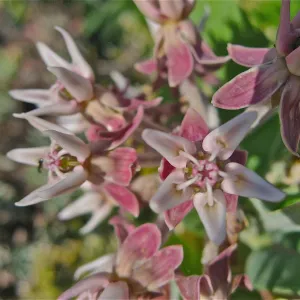 Asclepias sp.