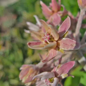 Asclepias sp.