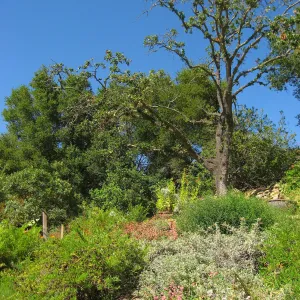 Discovery Garden