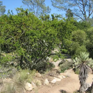 Desert Section