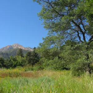 SBBG Meadow, view to La Cumbre Perak