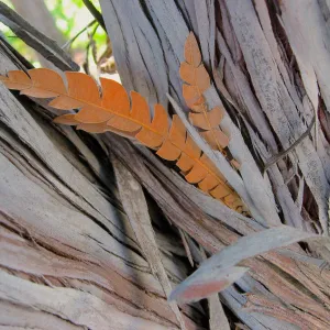 Ironwood bark and leaf, texture in the Garden