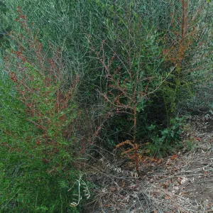 Ceanothus spinosus, dieback caused by Botryosphaeria
