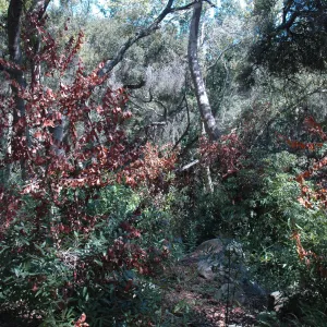 Umbellularia californica, dieback caused by Botryosphaeria