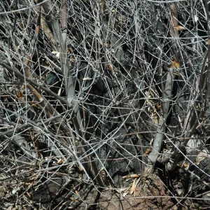 Olive treatment at Quercus dumosa site