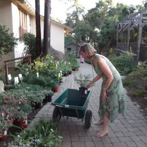 SBBG Fall Plant Sale 2010