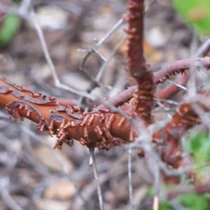 manzanita bark