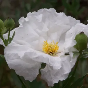 Matilija poppy flower