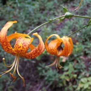 Humboldt lily flowers