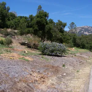 Ceanothus in Tunnel Road & Mission Canyon Road triangle, SBBG