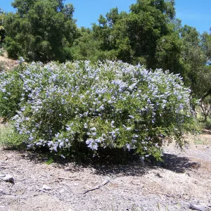 Ceanothus (California Lilac) in Tunnel Road & Mission Canyon Road triangle, SBBG