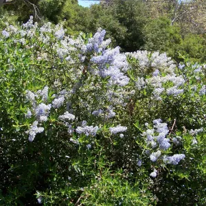 Ceanothus (California Lilac) in Tunnel Road & Mission Canyon Road triangle, SBBG