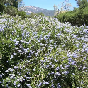 Ceanothus (California Lilac) in Tunnel Road & Mission Canyon Road triangle, SBBG