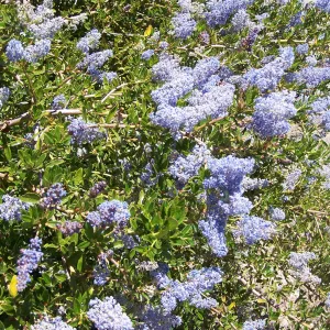 Ceanothus (California Lilac) in Tunnel Road & Mission Canyon Road triangle, SBBG