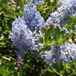 Ceanothus (California Lilac) in Tunnel Road & Mission Canyon Road triangle, SBBG