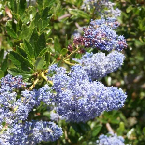 Ceanothus (California Lilac) in Tunnel Road & Mission Canyon Road triangle, SBBG
